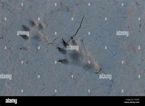 Otter tracks hi-res stock photography and images - Alamy