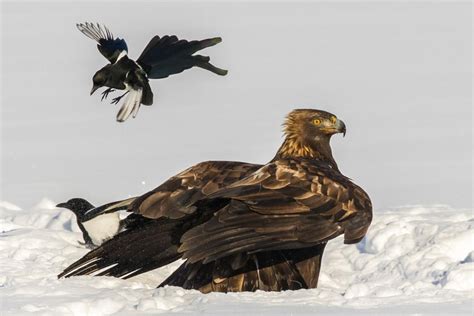 From the Teller: Golden Eagles are impressive predators | Local News ...