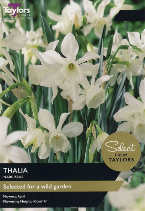 Taylor's Thalia Narcissi – Hayes Garden World