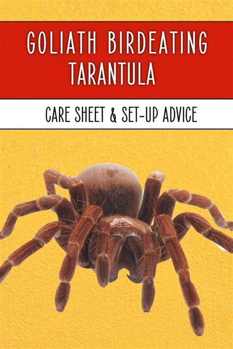 Goliath Birdeater (Theraphosa blondi) Care Sheet | Keeping Exotic Pets