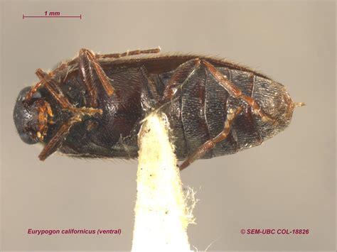 Artematopodidae