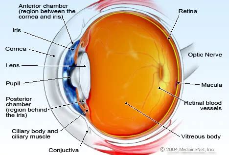 Eye Anatomy Detail Picture Image on MedicineNet.com