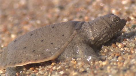 Chinese Softshell Turtle Facts and Pictures