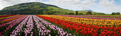 Abbotsford Tulip Festival | abbotsfordtulipfestival.ca/ | Flickr