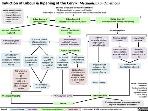 induction-of-labour-ripening-of-the-cervix-mechanisms-and-methods ...