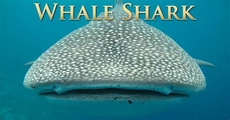 Whale Shark Facts: Discover The Biggest Fish In The World