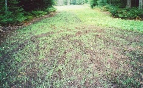 The Power of Winter Rye for Whitetail Food Plots | Whitetail Habitat ...