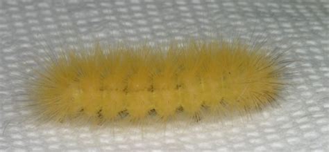 Yellow Woollybear Caterpillar | The Backyard Arthropod Project