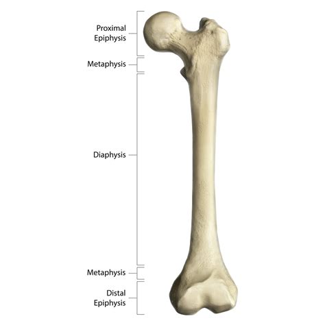 Gross anatomy of a long bone, using a femur with annotations Poster ...