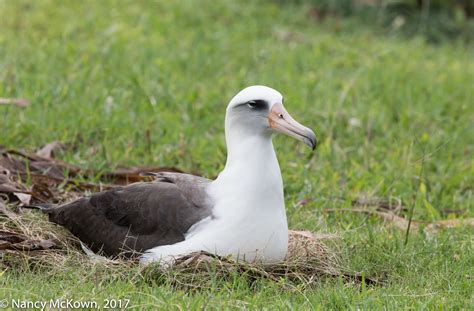 Photographing A Laysan Albatross – Holiday Greetings | Welcome to NancyBirdPhotography.com