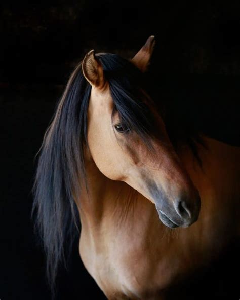 Meet The Real-Life Mustang That Inspired 'Spirit: Stallion of the Cimarron' | Mustang horse ...