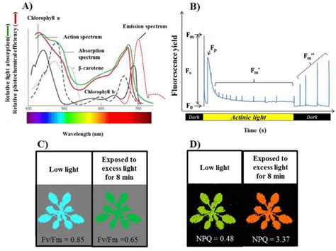 The principles of Chlorophyll fluorescence. (A) The model of absorption... | Download Scientific ...