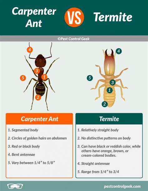 Carpenter Ants Vs Termites