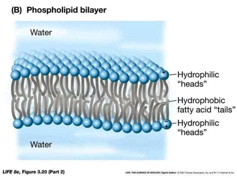 Phospholipid Bilayer | Lipid Bilayer | Structures & Functions