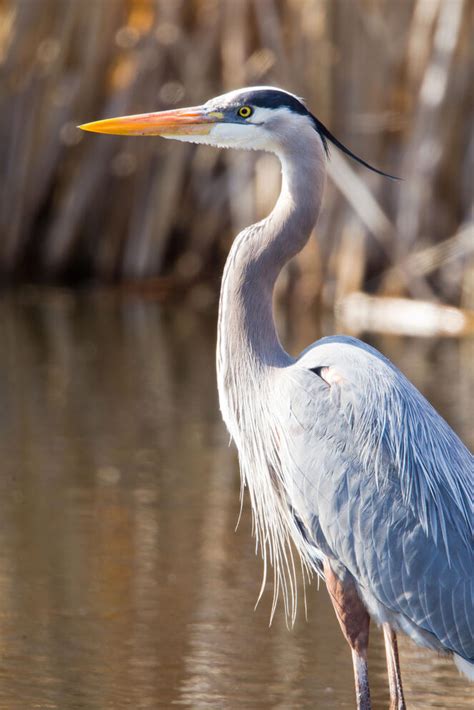 Great Blue Heron | Audubon Texas