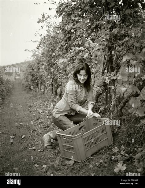 A woman picking grapes, Italy Stock Photo - Alamy