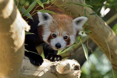 Zoo Vienna: Red Pandas move to expanded enclosure - Red Pandazine