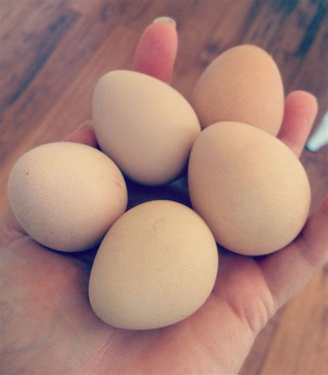 Guinea eggs | Page 5 | BackYard Chickens - Learn How to Raise Chickens