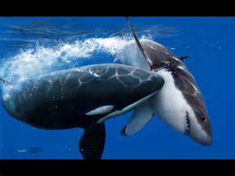 Orca Attack Shark - emsekflol.com