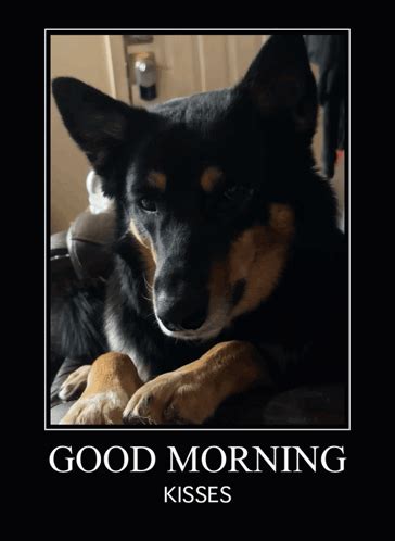 Good Morning Good Morning Dogs GIF - Good morning Good morning dogs Dog ...