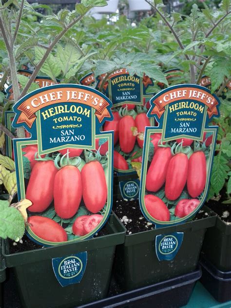 San Marzano Tomato Plants - HOLD ON