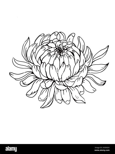 Detailed sketch of a flower chrysanthemum close-up on a white background. chrysanthemum flower ...