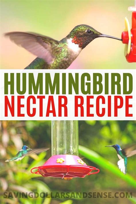 Easy Hummingbird Food Recipe | Hummingbird nectar recipe, Nectar recipe, Hummingbird food