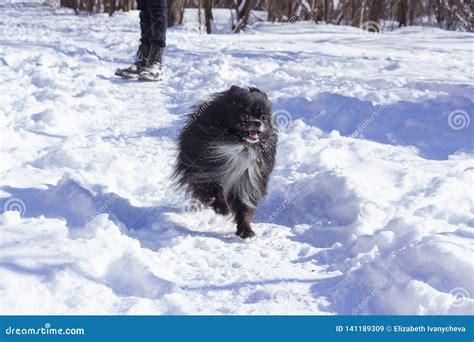 Happy Pomeranian Dog. Winter Pomeranian Dog. Black Pomeranian Dog. Stock Image - Image of potato ...