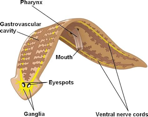 Phylum Platyhelminthes: Characteristics, Classification and Sample ...