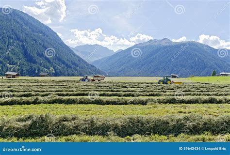 Hay harvest stock photo. Image of haymaking, turning - 59643434