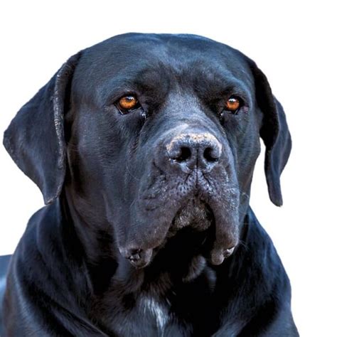 Cane Corso vs Rottweiler Mix - PETRAGE