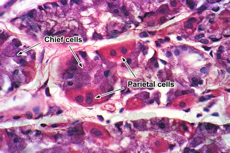 Stomach Histology Parietal Cells