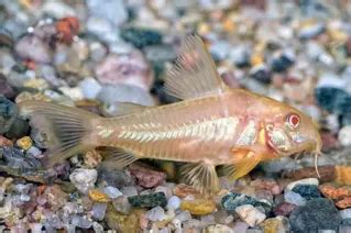 Albino Corydoras - Corydoras aeneus Fish Profile & Care Guide