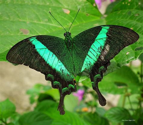Emerald Swallowtail · Free photo on Pixabay
