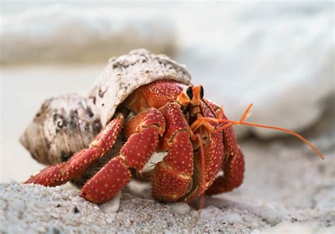 Crab Life | Strawberry Hermit Crab | Lady Elliot | Wildlife Photography ...