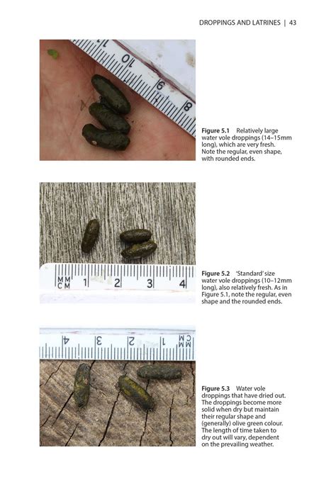 Water Vole Field Signs & Habitat Assessment - Mike Dean 9781784272548 – Pelagic Publishing