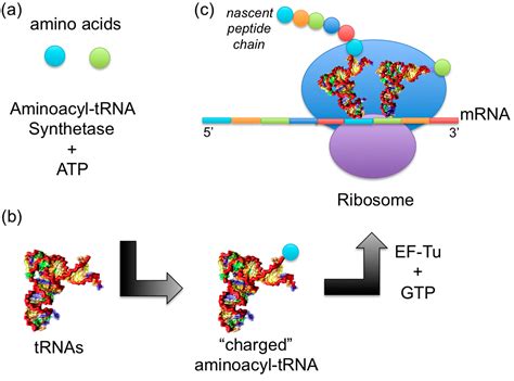 IJMS | Free Full-Text | MD Simulations of tRNA and Aminoacyl-tRNA Synthetases: Dynamics, Folding ...