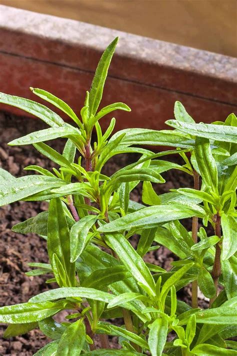 How to Grow and Use Summer Savory | Gardener's Path | Summer savory, Herbs, Plants for small gardens