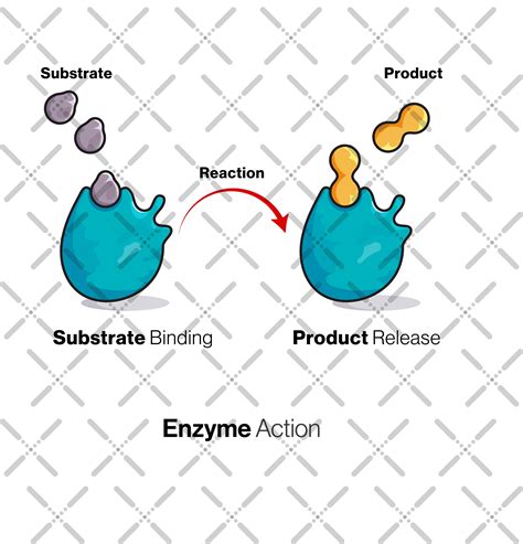 Enzyme Catalysis illustration. on Behance