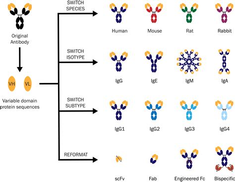 Antibody Engineering | Absolute Antibody