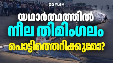 യഥാർത്ഥത്തിൽ നീല തിമിംഗലം പൊട്ടിത്തെറിക്കുമോ? | Xylem NEET - YouTube