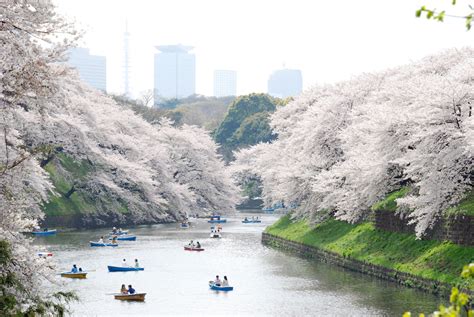 You must see Ueno Park Boat Trip During Cherry Blossom Season if you happen to visit Ueno Park ...