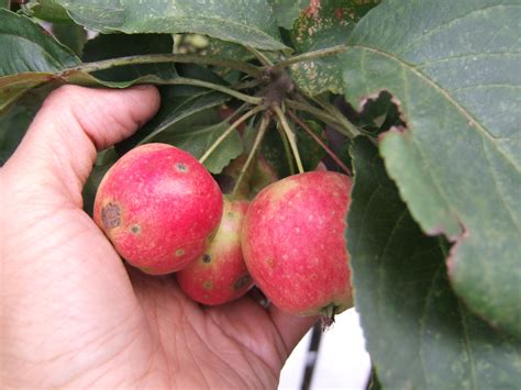 Grow 'N' Share: Crab Apples! What to Do With Them?