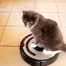 See 6 Cats React to the Roomba - Catster