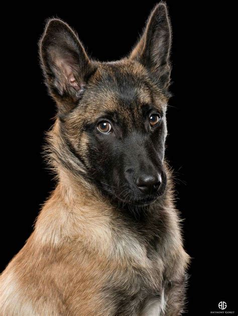 Belgium Malinois | Belgian malinois, Belgian malinois dog, Malinois dog