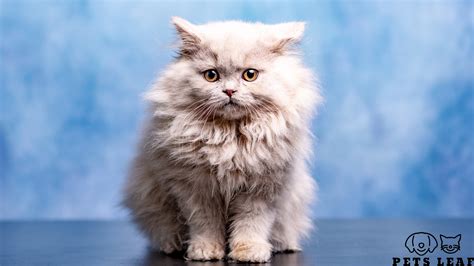 British Longhair Grooming: The Ultimate Guide | Pets Leaf