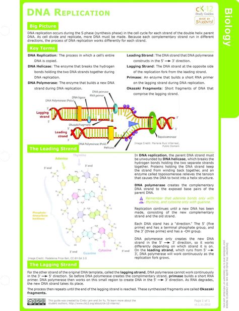 Dna Replication Worksheet Answer Key Quizlet - DNA Replication Enzymes Biology Homework ...