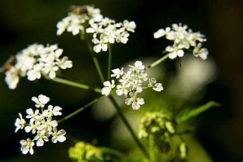 What is Poison Hemlock • Problem Solved Pest Control