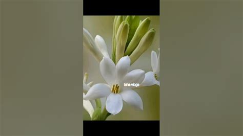 |Nishigandha cluster bloomed together||Tuberose||রজনীগন্ধা||#tuberose #rajanigandha #flower # ...