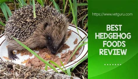 The 5 Best Hedgehog Foods 2021